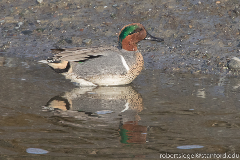 palo alto baylands